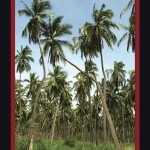 La palmera argüendera