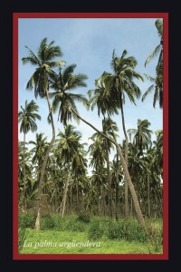 La palmera argüendera