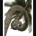 La palmera enredada