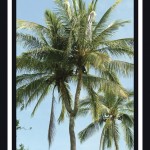 La palmera resortera