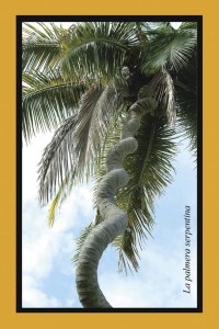 La palmera serpentina